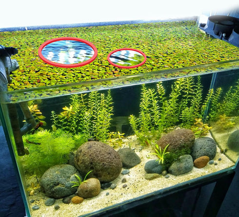 5pcs Round Aquarium Floating Plant Rings, Foam Fish Feeding Rings for Bettas and Goldfish