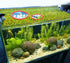 5pcs Round Aquarium Floating Plant Rings, Foam Fish Feeding Rings for Bettas and Goldfish