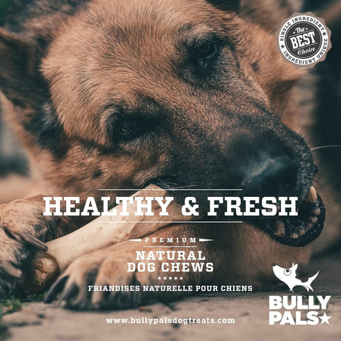 6" 10 Pack Standard Bully Sticks for Small to Medium Dogs - - Long Lasting, All Natural, Single Ingredient, Easily
