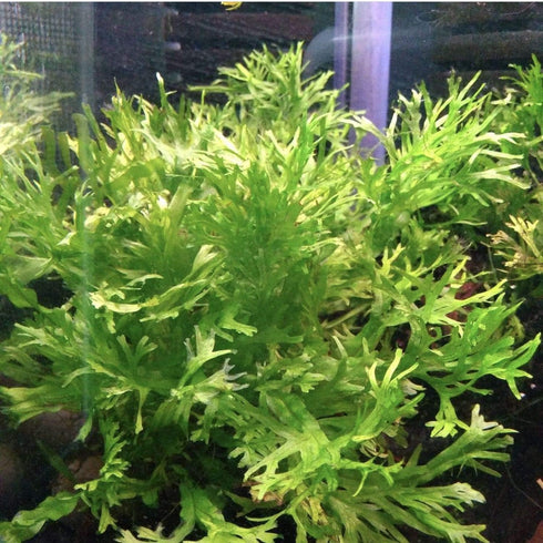 Anubias, Java Fern, Moss and more! Freshwater Live Aquarium Plants on Driftwood for Aquatic Tropical Fish Tank