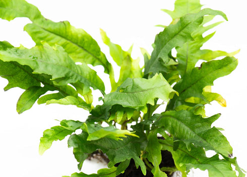 Generic Java Fern Live Aquarium Plants Windelov, Narrow Leaf & More Easy Aquascaping Plants for Freshwater Tanks, Low