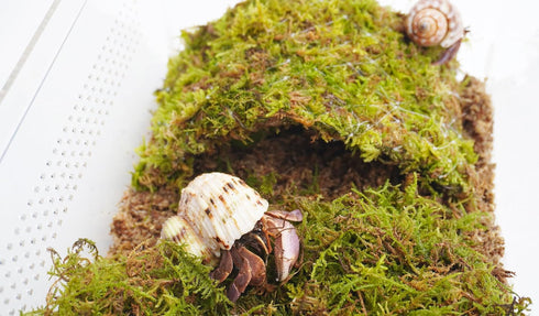 Begeterday 2QT 8 Inch Hermit Crab Cage, Hermit Crab Starter Kit with Tank and Substrate and a Hideout