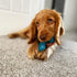 Nylabone Comfort Hold X-Bone Puppy Chew Toy, Soothing Teething Bone for X-Small Dogs, Beef Flavor