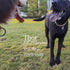 Gold Dog Collar 14mm/20mm Cat Puppy Chain Zircon Cuban Link Handmade Iced out Diamond Pendant Full Cz Prong Set Jewelry