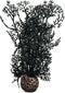 BiOrb 46093.0 Sea Fan Small Black Aquariums