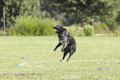 Hyperflite Pup Hyperflex Disc for Dogs Under 16" - 7 Inch / 90 Grams, Ultra Flexible