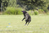 Hyperflite Pup Hyperflex Disc for Dogs Under 16" - 7 Inch / 90 Grams, Ultra Flexible