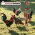 Large Chicken Toys for Coop, Chicken Wind Chime Enrichment Toys, Hanging Chick Peck Toy with Colorful Bells, Home