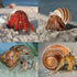 4 Set (2.5"-4" 1"-1.5" Shell Hermit Crab Assorted for Medium to Large Hermit Crabs Size / Opening)