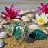 1PC Shell(3.1Inch ~4Inch),Used (1PC) Natural Large Hermit Crab Shells Turbo Shells Jade Green Banded Turbo as Hermit