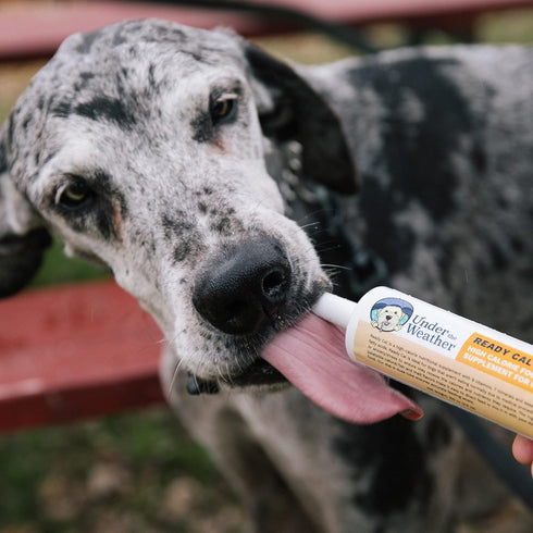 Under the Weather Pet Ready Cal for Dogs, 100cc, High Calorie Supplement, Weight Gainer, 10 Vitamins, 7 Minerals