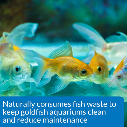 PACK 1.25-Ounce API GOLDFISH CARE Aquarium Water Conditioner Bottle