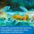 PACK 1.25-Ounce API GOLDFISH CARE Aquarium Water Conditioner Bottle