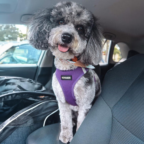 Best Pet Supplies Voyager Step-in Air Dog Harness, Reflective No Pull for Small, Medium Dogs, Cats - Purple, M