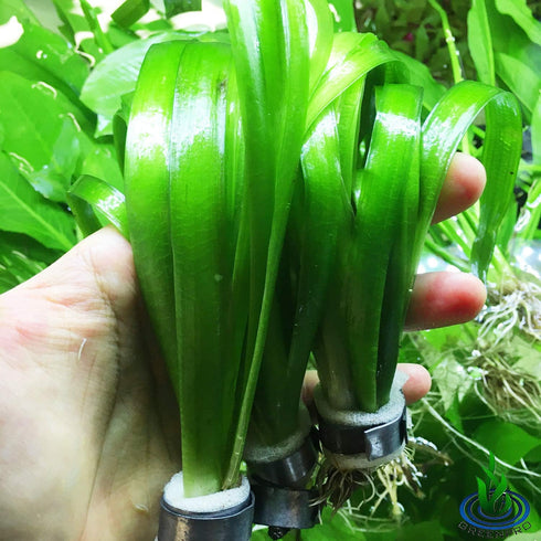 Giant Jungle Val | Tall Vallisneria Gigantea 3-Bunch Freshwater Live Aquarium Plants