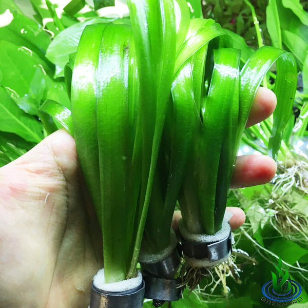 Giant Jungle Val | Tall Vallisneria Gigantea 3-Bunch Freshwater Live Aquarium Plants