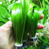 Giant Jungle Val | Tall Vallisneria Gigantea 3-Bunch Freshwater Live Aquarium Plants