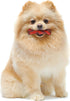 NylaDental Bone Power Chew - Flavor Frenzy Dental Bone Chew Toy for Dogs, Indestructible for Aggressive Chewers