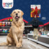 Angel Pet Supplies Loon Natural Rope Dog Toy | Durable Duck Toy for Interactive Play and Mental Stimulation