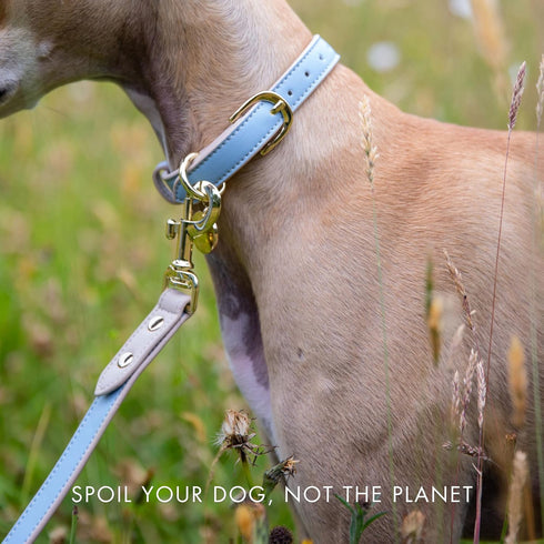 Leather Dog Leash, Cupertino Slim Leash with Reinforced Hardware, European Design, Blue, 4ft