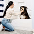 DogBuddy Super Absorbent Dog Door Mat, Waterproof Non-Slip Floor Mats for Pets, XL, Mist