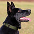 Plutus Pet Tactical Dog Collar, Reflective Adjustable Heavy Duty Collar, Soft Padded for Small Medium Large Dogs