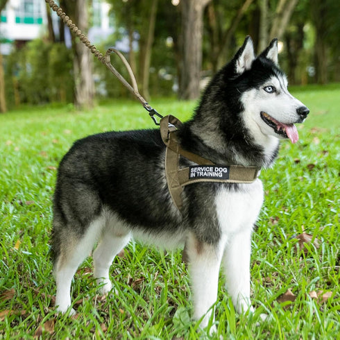 EXCELLENT ELITE SPANKER No Pull Dog Harness Padded Military Patrol Vest Adjustable Nylon Small Service Walking Harness