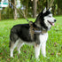 EXCELLENT ELITE SPANKER No Pull Dog Harness Padded Military Patrol Vest Adjustable Nylon Small Service Walking Harness