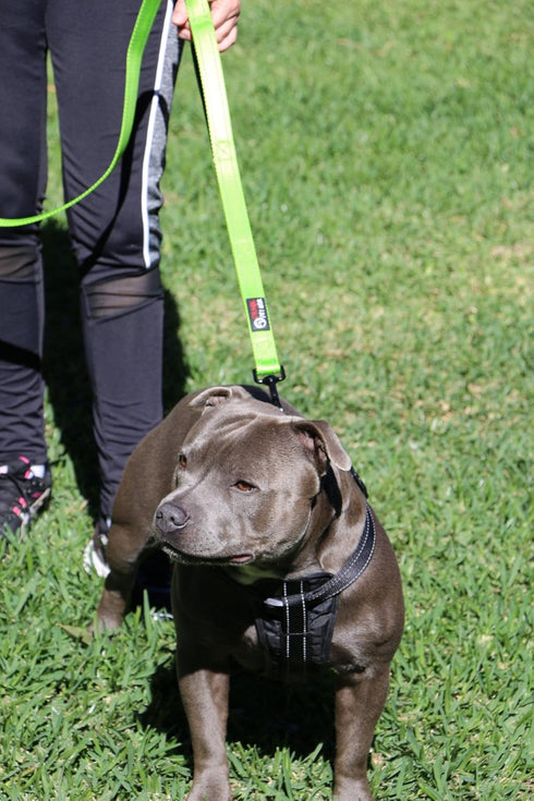 Dog Leash 6ft Long, Heavy Duty, Traffic Padded, Reflective Double Handles for Large or Medium Dogs, Green