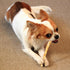 Fieldcrest Farms Nothing to Hide Natural Rawhide Alternative Small Twist Stix for Dogs - 10 Sticks, All Natural Chews