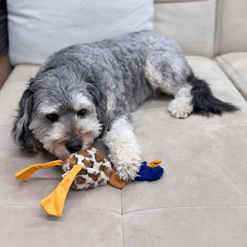 SPOT Skinneeez Plus Duck, Stuffing Free Dog Toy, 15in, Two Piece Rubber Body, Two Squeakers