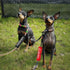 Please Don’t Pet Dog Leash Sleeve 2 Set for Rescue and Anxious Dogs, Includes Red and Black Sleeves