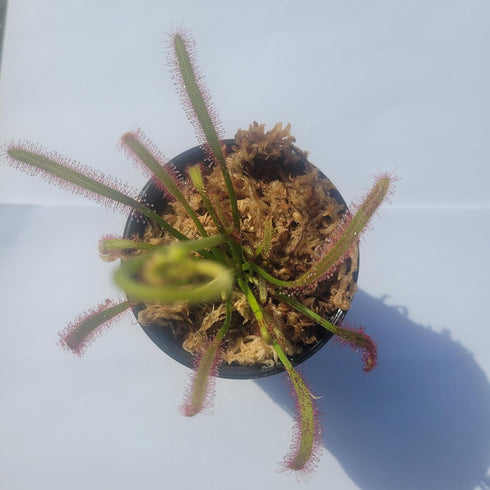 Generic Carnivorous Merry Go Round Giant Cape Sundew (Drosera Capensis) 3 inch Pot