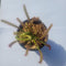 Generic Carnivorous Merry Go Round Giant Cape Sundew (Drosera Capensis) 3 inch Pot