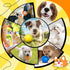 Zeaxuie 9 Pack Puppy Chew Toys, Squeaky Dog Toys, Treat Ball and Rope for Small Dogs