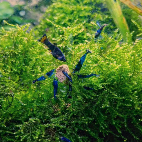 PLANTEREST BUY2GET1FREE Java Moss | Vesicularia Dubyana Freshwater Live Aquarium Plant
