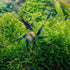 PLANTEREST BUY2GET1FREE Java Moss | Vesicularia Dubyana Freshwater Live Aquarium Plant