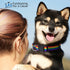 Rainbow Pet Collars for Dogs and Cats, LGBTQ Accessories, Gay Pride Pride Flag Collar, Large Size