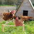 2P Chicken Perch for Coop & Brooder, Pine Wooden Chicken Toys & Coop Accessories for Chicken Triangular Gym Roosting