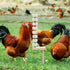 Oooct 2 Pack Chicken Chewing Toy, Chick Beak Grinding Calcium Stone with Wood Stake, Chicken Cage Accessories, Cage