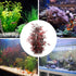2 13.8 inch balacoo Pcs Aquarium Decor Plastic Plant, Red Coral Tree for Fish Tank Decoration, Artificial Plants