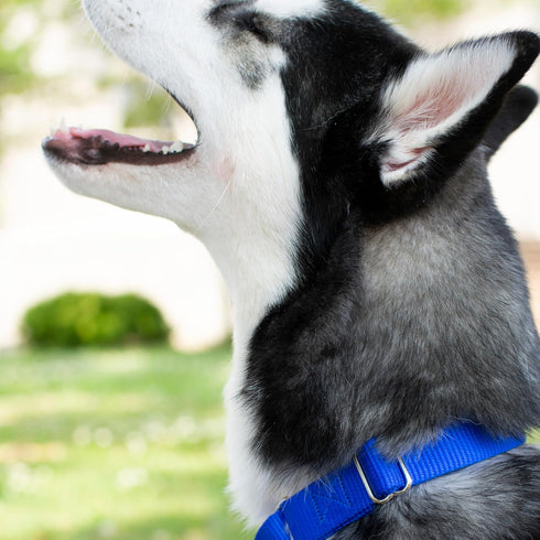 Country Brook Petz Martingale Dog Collar - Royal Blue, 3/4 Inch, Small - Heavy-Duty Training Collar