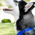 Country Brook Petz Martingale Dog Collar - Royal Blue, 3/4 Inch, Small - Heavy-Duty Training Collar