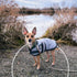 1.5mm Stainless Dog Training Collar for Small Breeds - 8'' Micro Prong Collar for Dogs 6-26lbs, No-Pull Behavior Aid