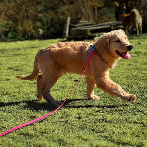 Dog Training Long Leash, Waterproof Heavy Duty Outdoor Recall Lead for Small Medium Large Dogs (20FT, Rose Pink)