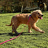 Dog Training Long Leash, Waterproof Heavy Duty Outdoor Recall Lead for Small Medium Large Dogs (20FT, Rose Pink)