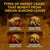 6 Inch Pack 10 Hermit Crab Tank Accessories Indian Almond Leaves of Natural Catappa Leaves for Aquarium & Reptile Tanks