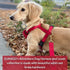 DJANGO Adventure Dog Leash, Strong and Comfortable with Padded Handle, Crimson Red