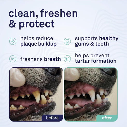 16 oz. Petpost | Dental Solution for Dogs - Water Additive that Eliminates Bad Breath - Dirt, Gunk, and Tooth Buildup