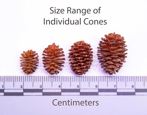 Generic 250+ Handpicked Alder Cones from Alaska - Natural Biofilm Source & Aquarium Botanical | Neocaridina Shrimp